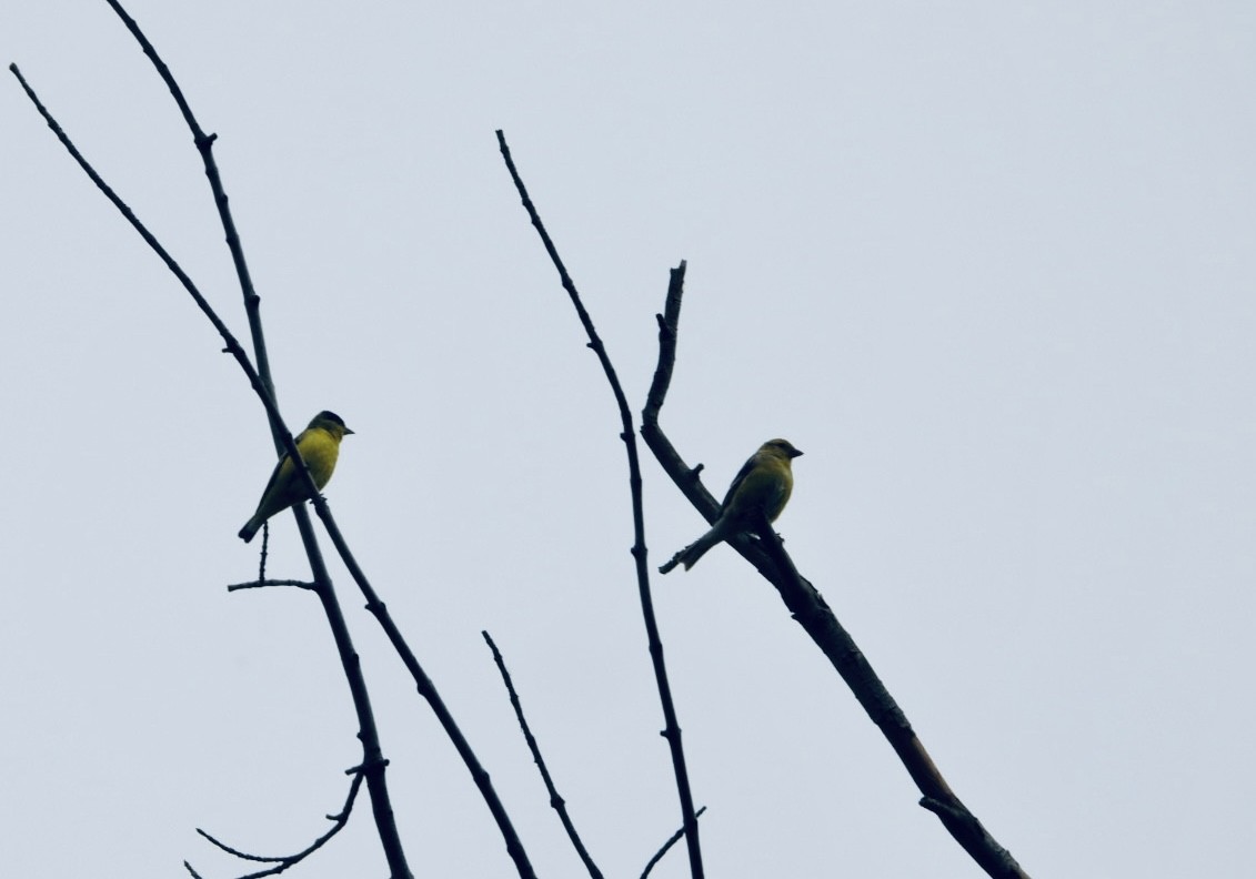 Lesser Goldfinch - Cameron Laubach