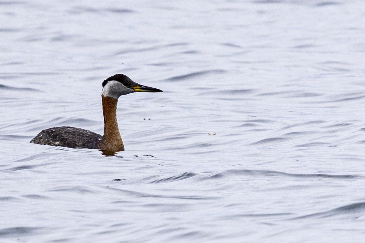 Red-necked Grebe - ML618470735