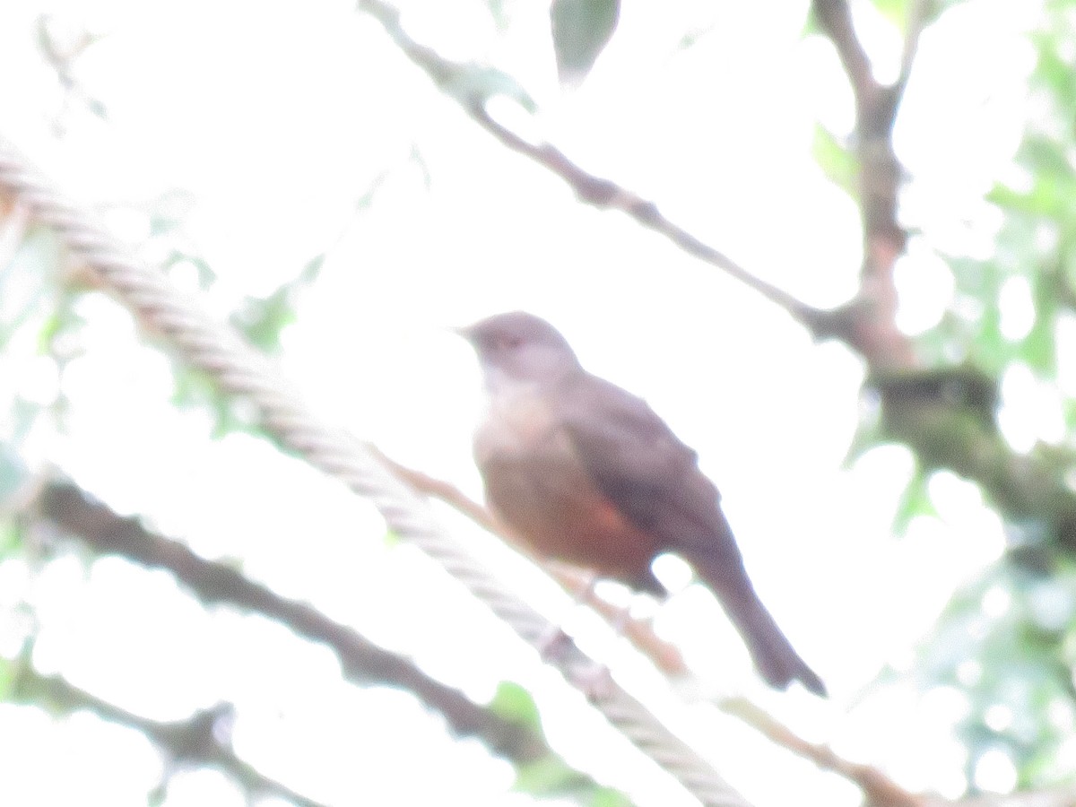 Rufous-bellied Thrush - Letícia Matheus Baccarin