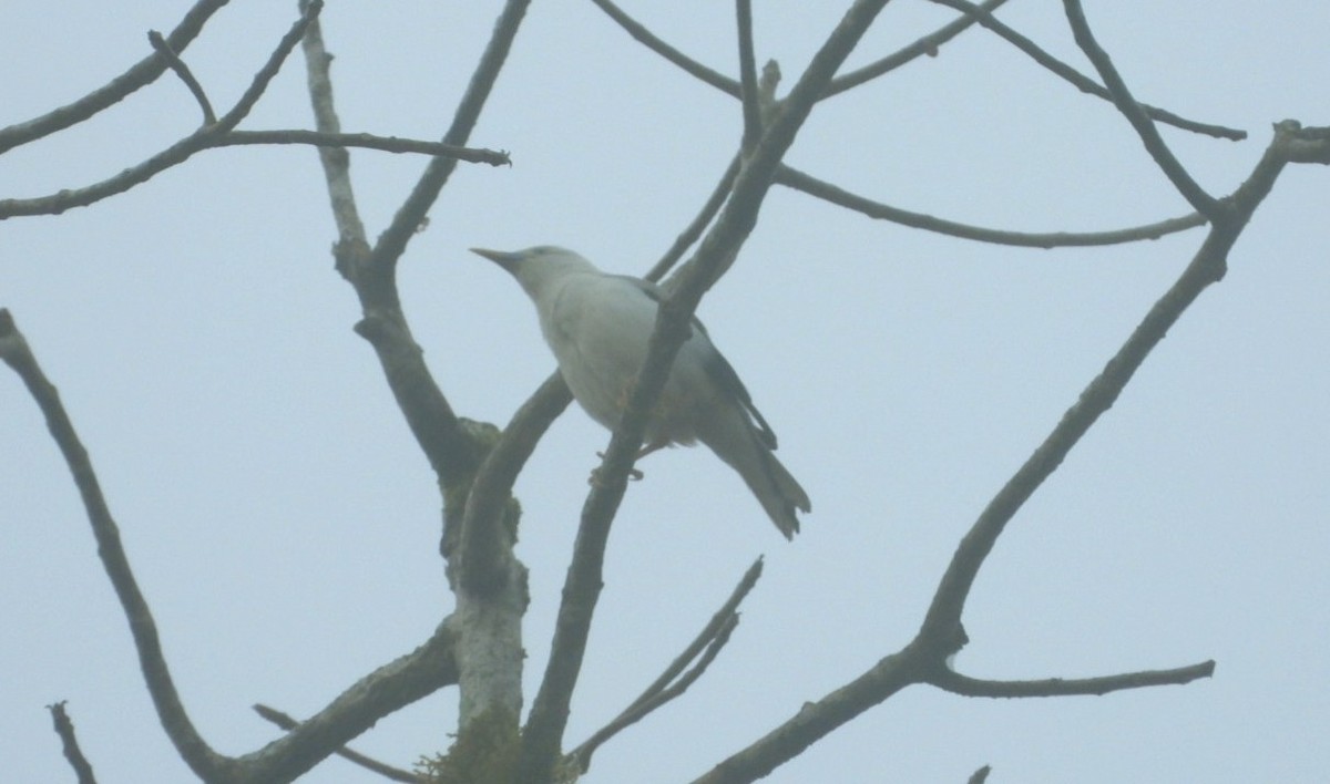 White-headed Starling - ML618470755