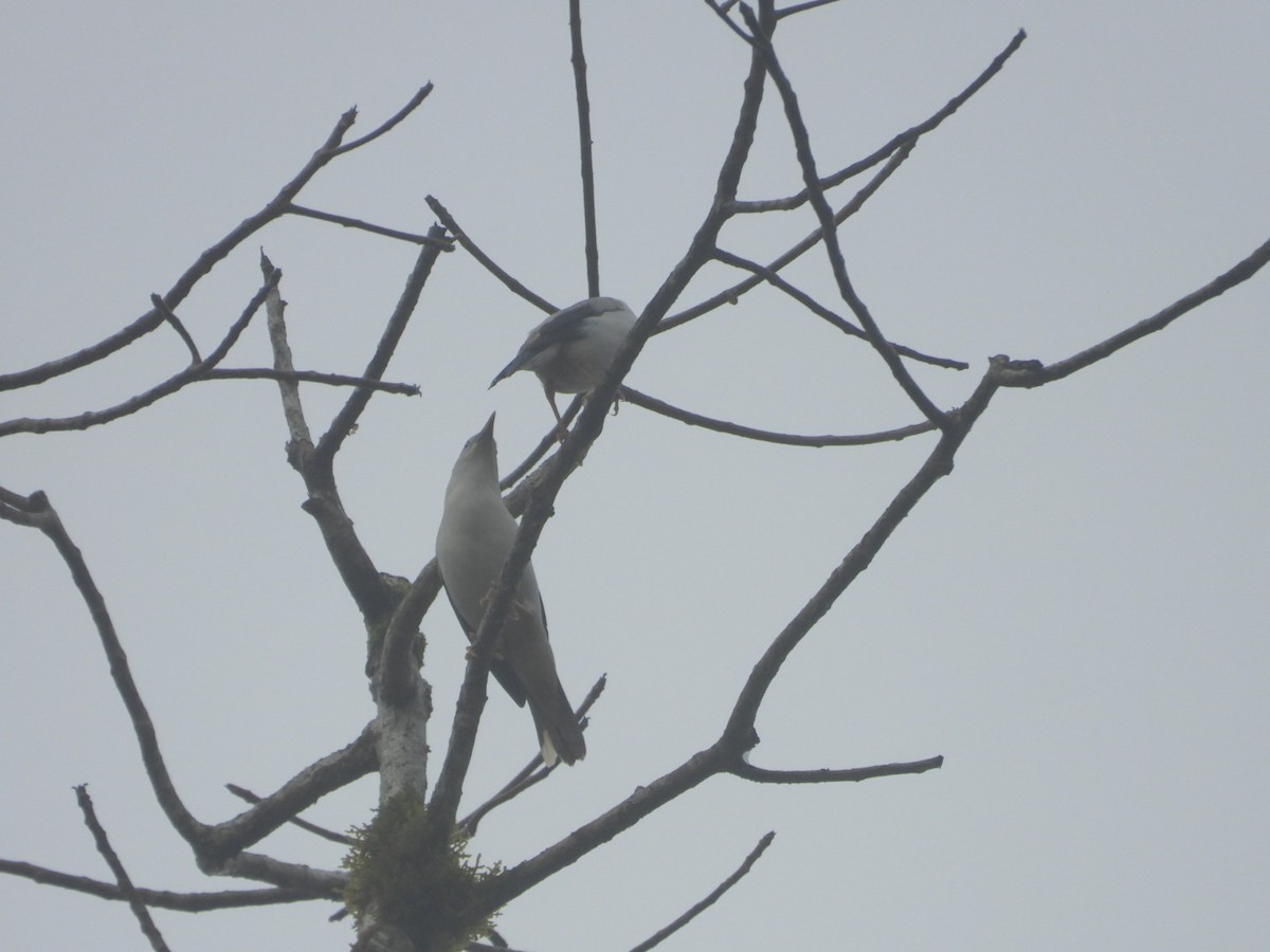 White-headed Starling - ML618470756