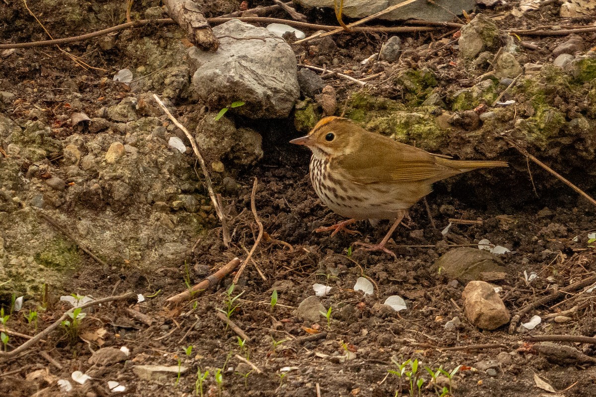 Ovenbird - Kerem Ali Boyla