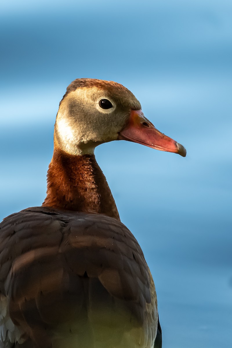 Black-bellied Whistling-Duck - Donald Dixon