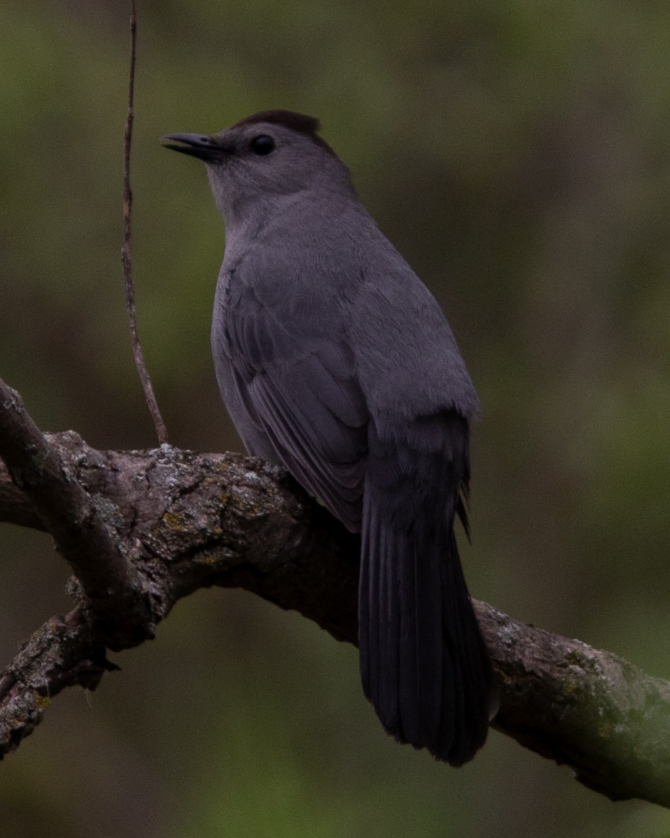 Gray Catbird - ML618470828