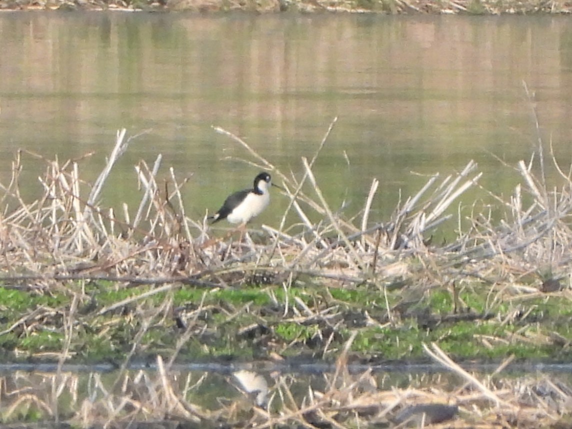 Black-necked Stilt - Markus Legzdins