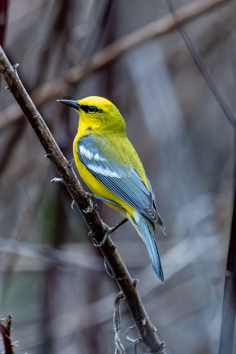 Blue-winged Warbler - ML618470855