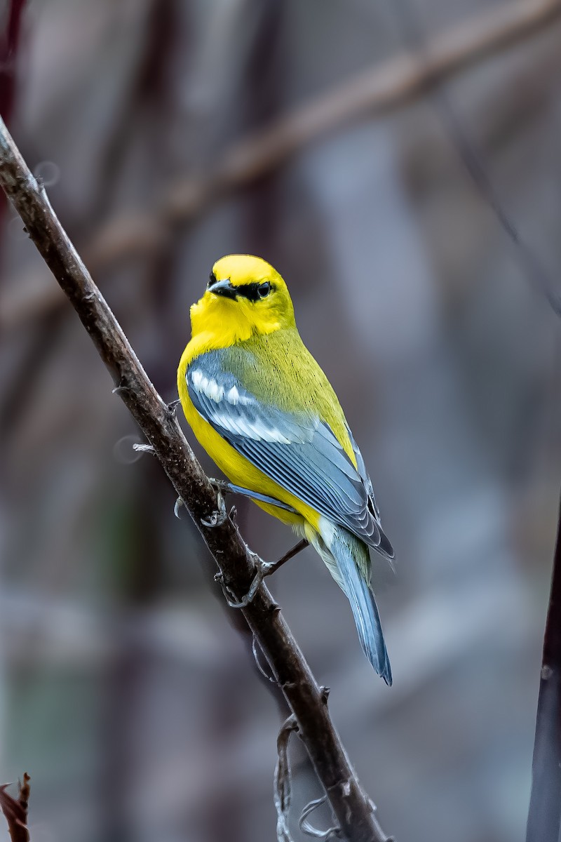 Blue-winged Warbler - Donald Dixon