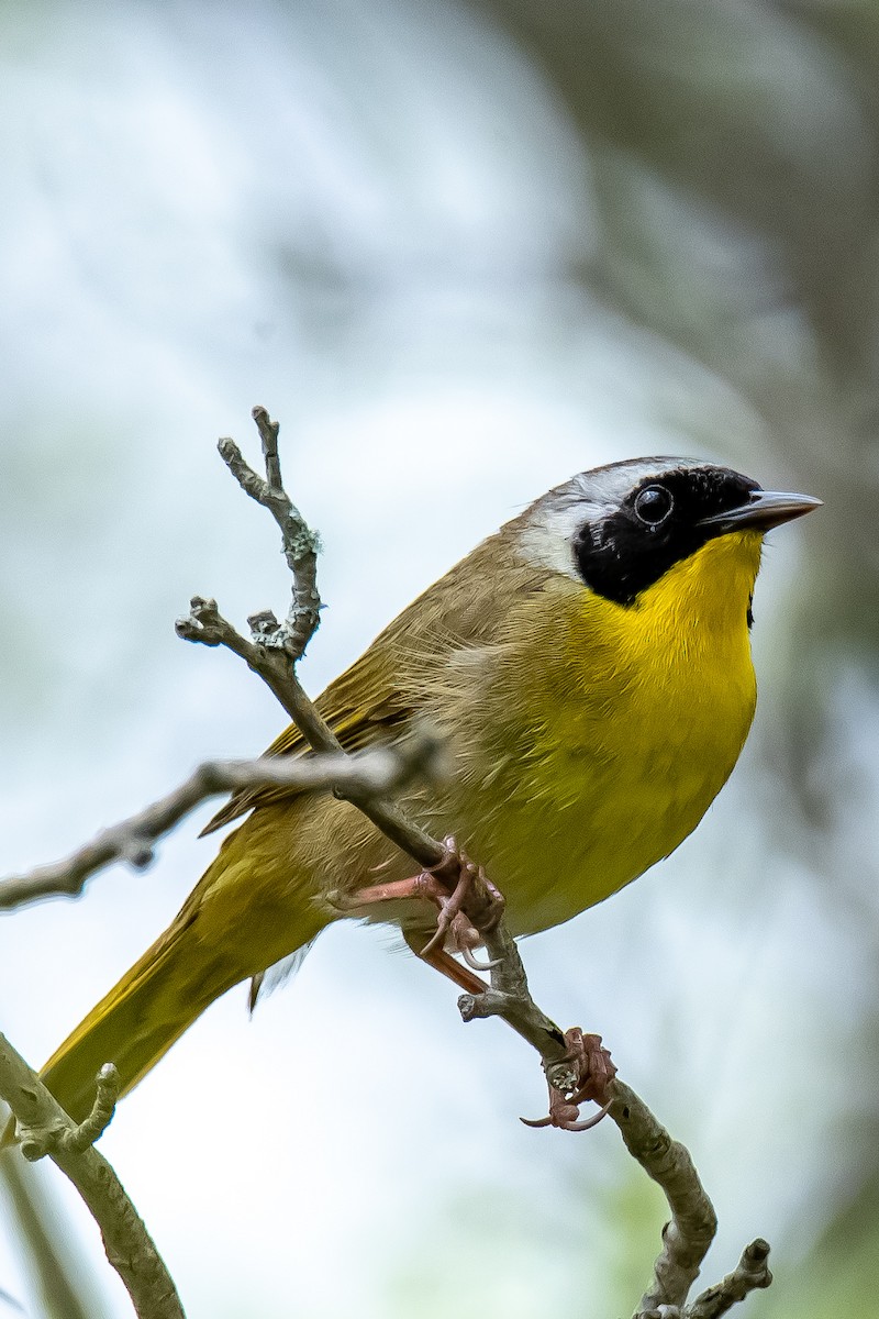 Common Yellowthroat - ML618470879