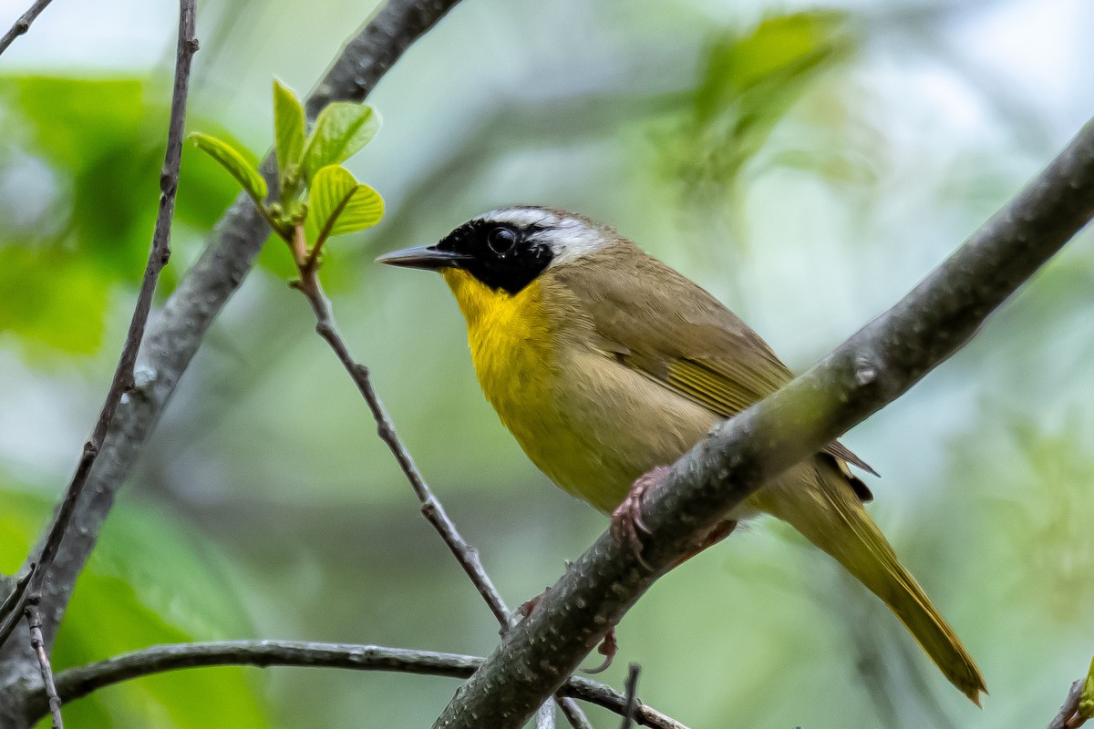 Common Yellowthroat - Donald Dixon