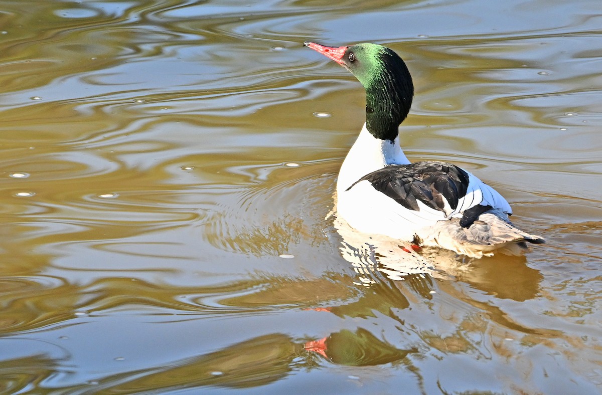 Common Merganser - Wayne Oakes