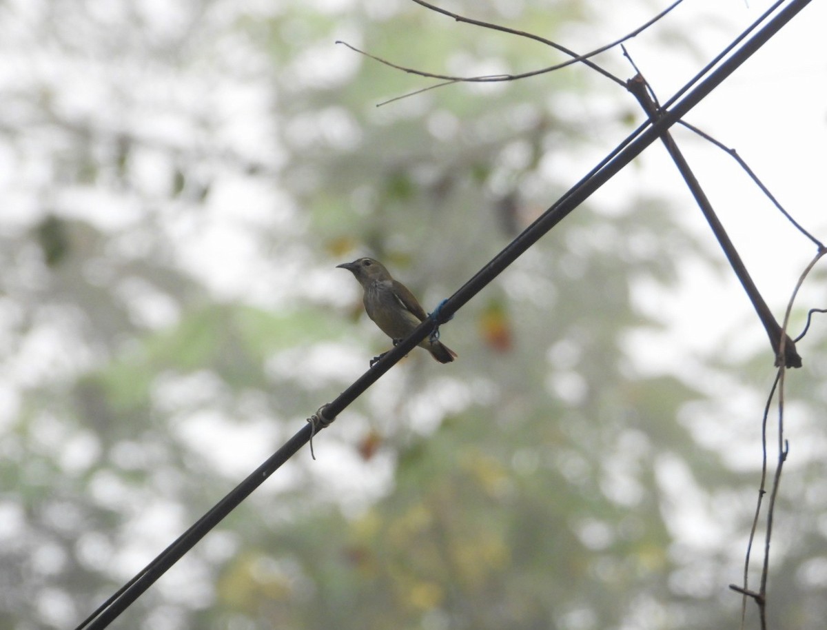 Andaman Flowerpecker - ML618470894