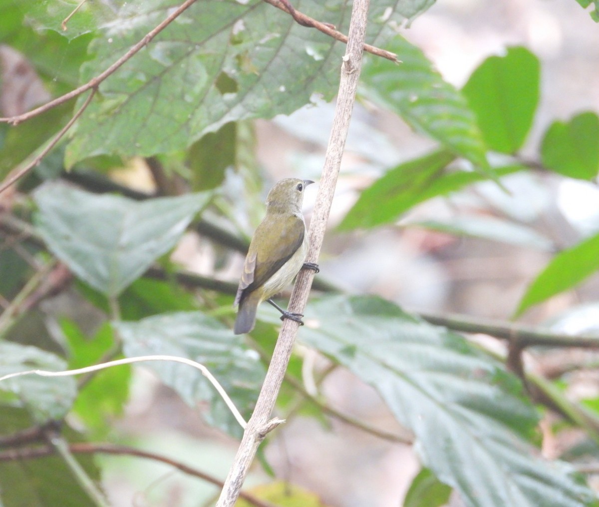 Andaman Flowerpecker - ML618470895