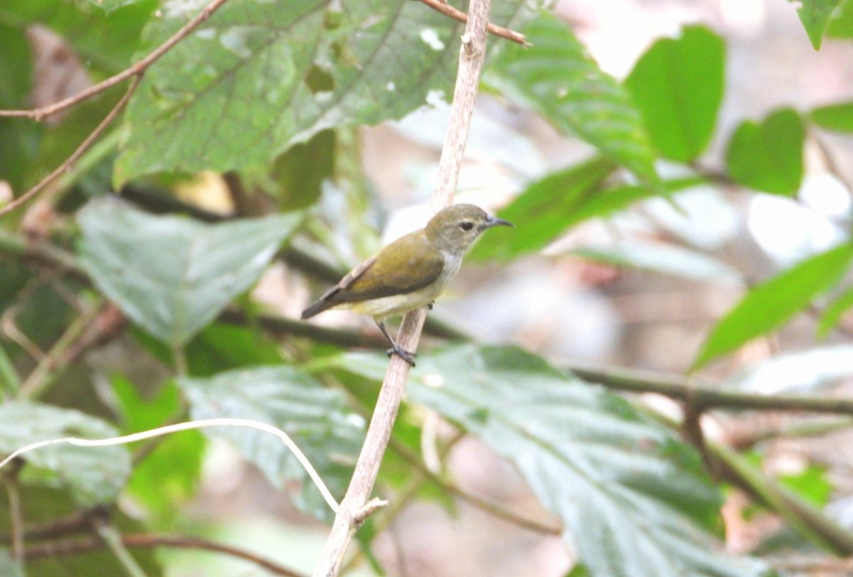 Andaman Flowerpecker - ML618470896