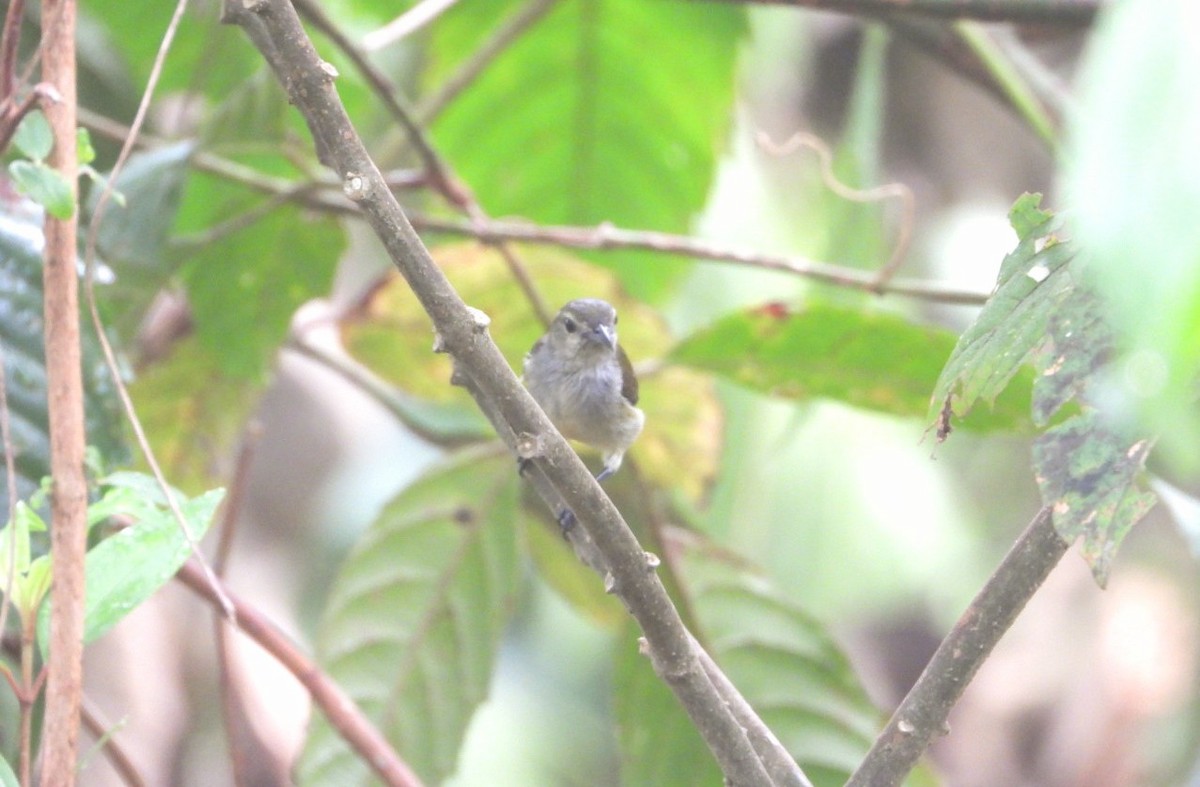 Andaman Flowerpecker - ML618470897