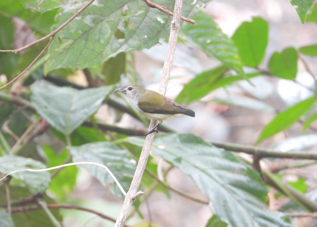 Andaman Flowerpecker - ML618470898
