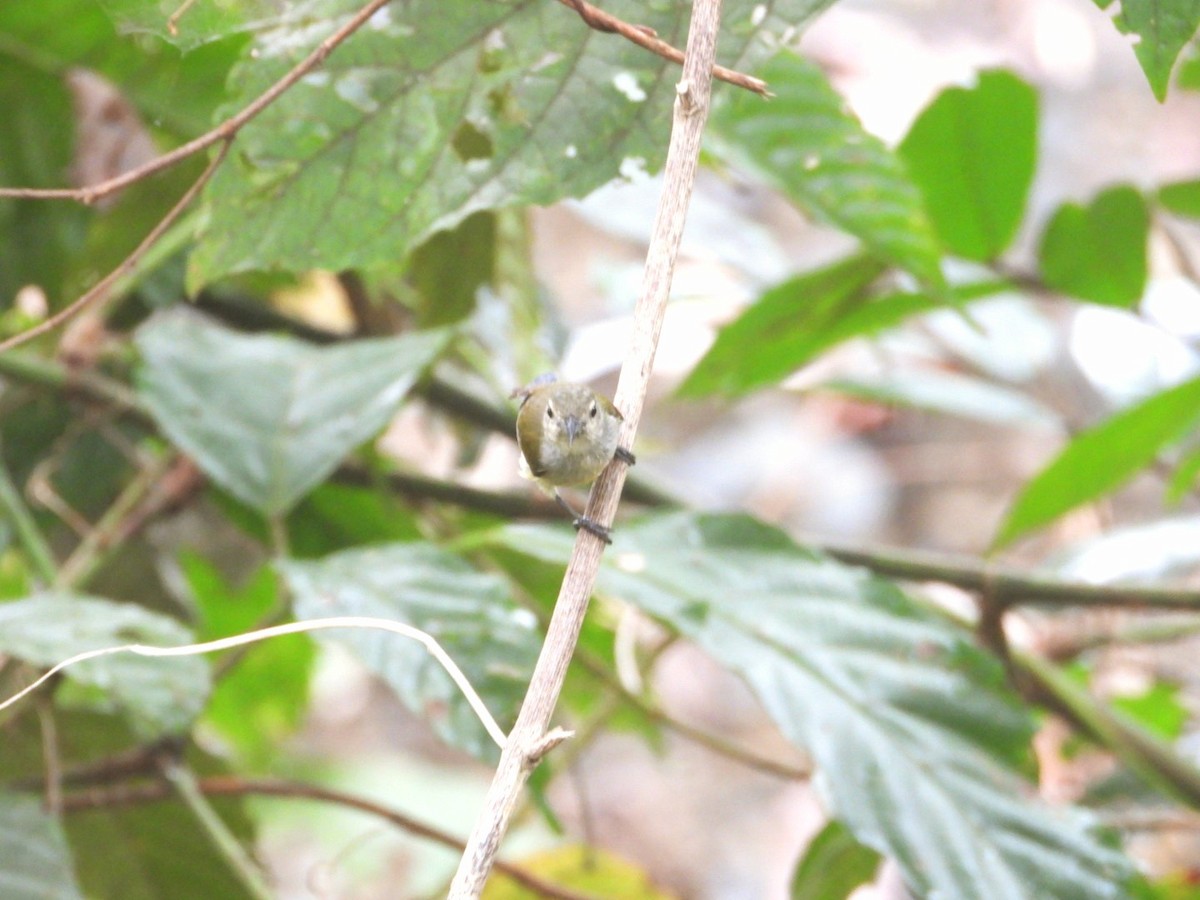 Andaman Flowerpecker - ML618470899