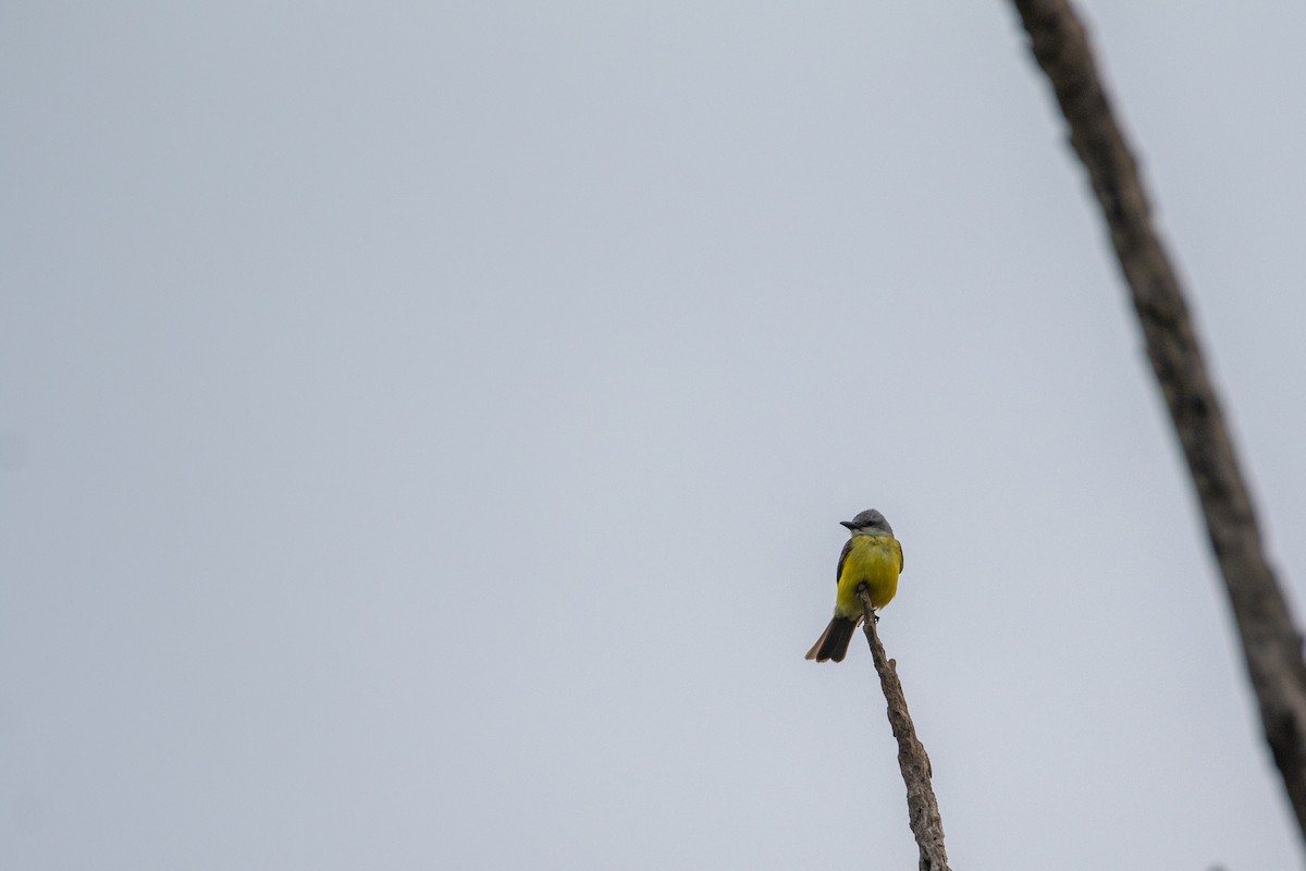 Couch's Kingbird - ML618470902