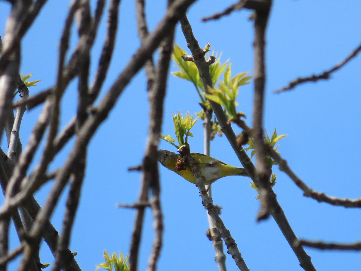 Nashville Warbler - Eric Pratt