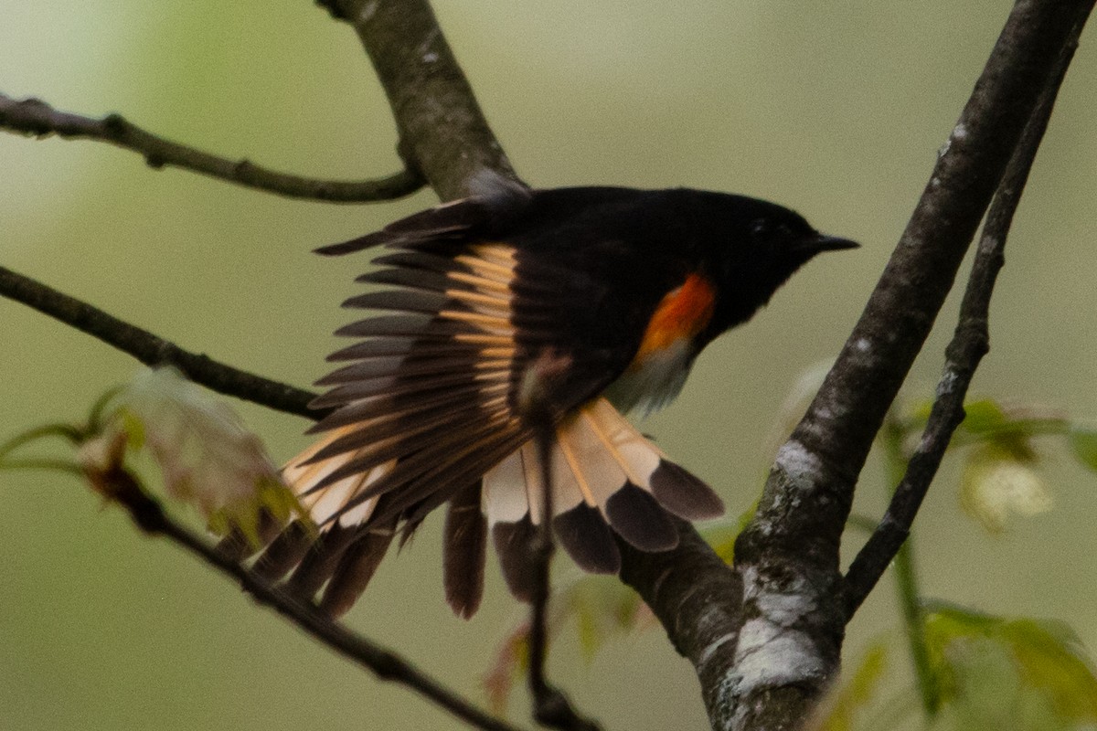 American Redstart - ML618470958