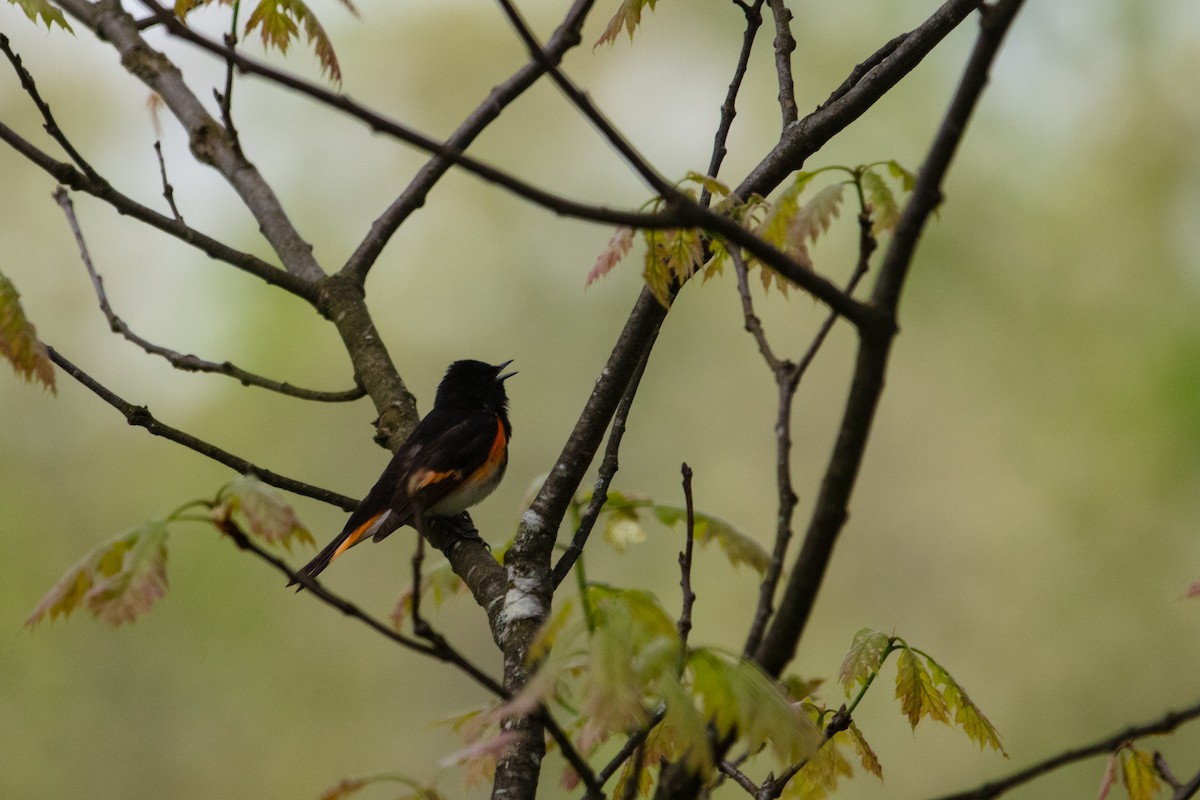 American Redstart - ML618470959