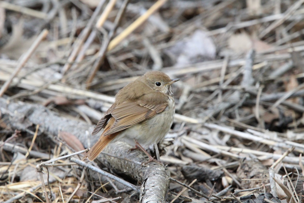 Hermit Thrush (faxoni/crymophilus) - ML618470962