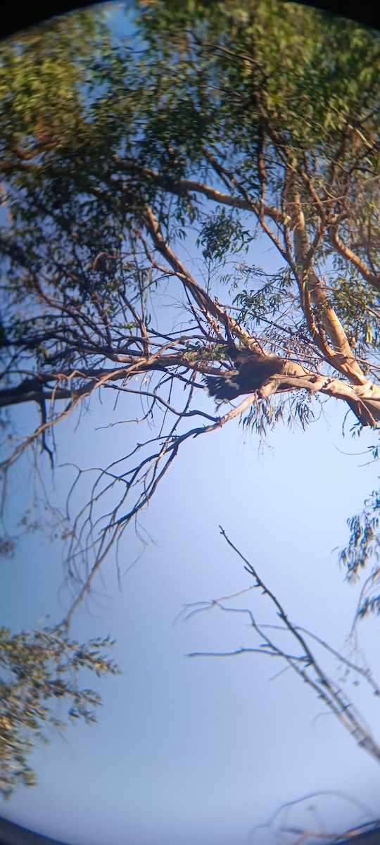 Harris's Hawk - ML618470978