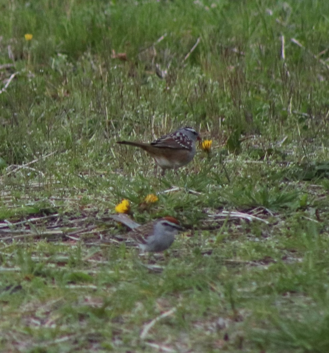 Chipping Sparrow - ML618470980