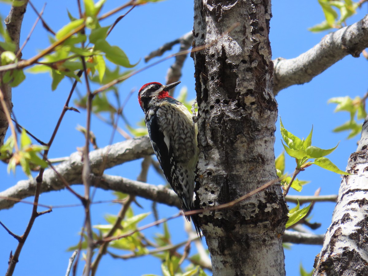 Red-naped Sapsucker - ML618471014