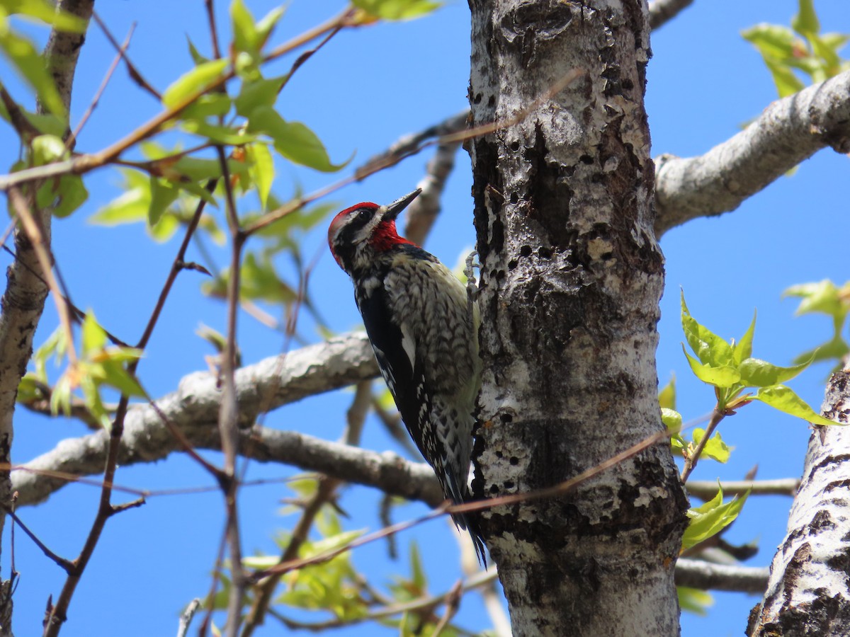 Red-naped Sapsucker - ML618471016