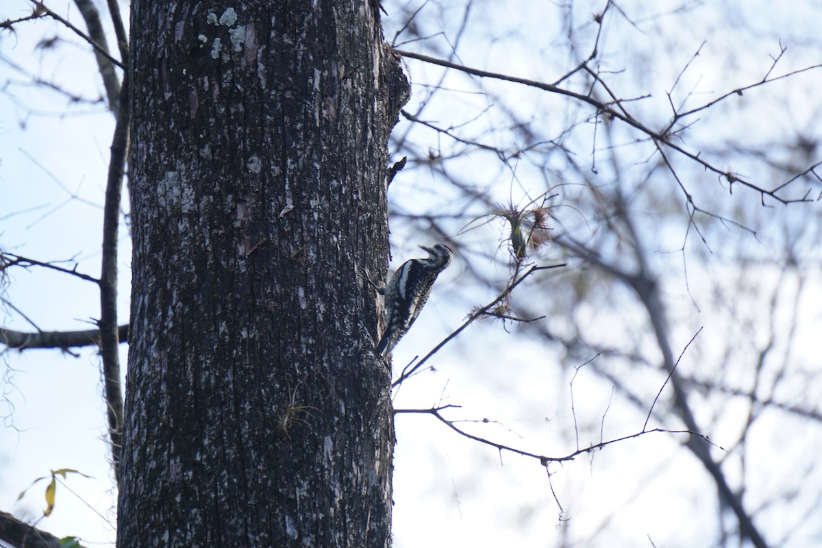 Yellow-bellied Sapsucker - Tim Horvath