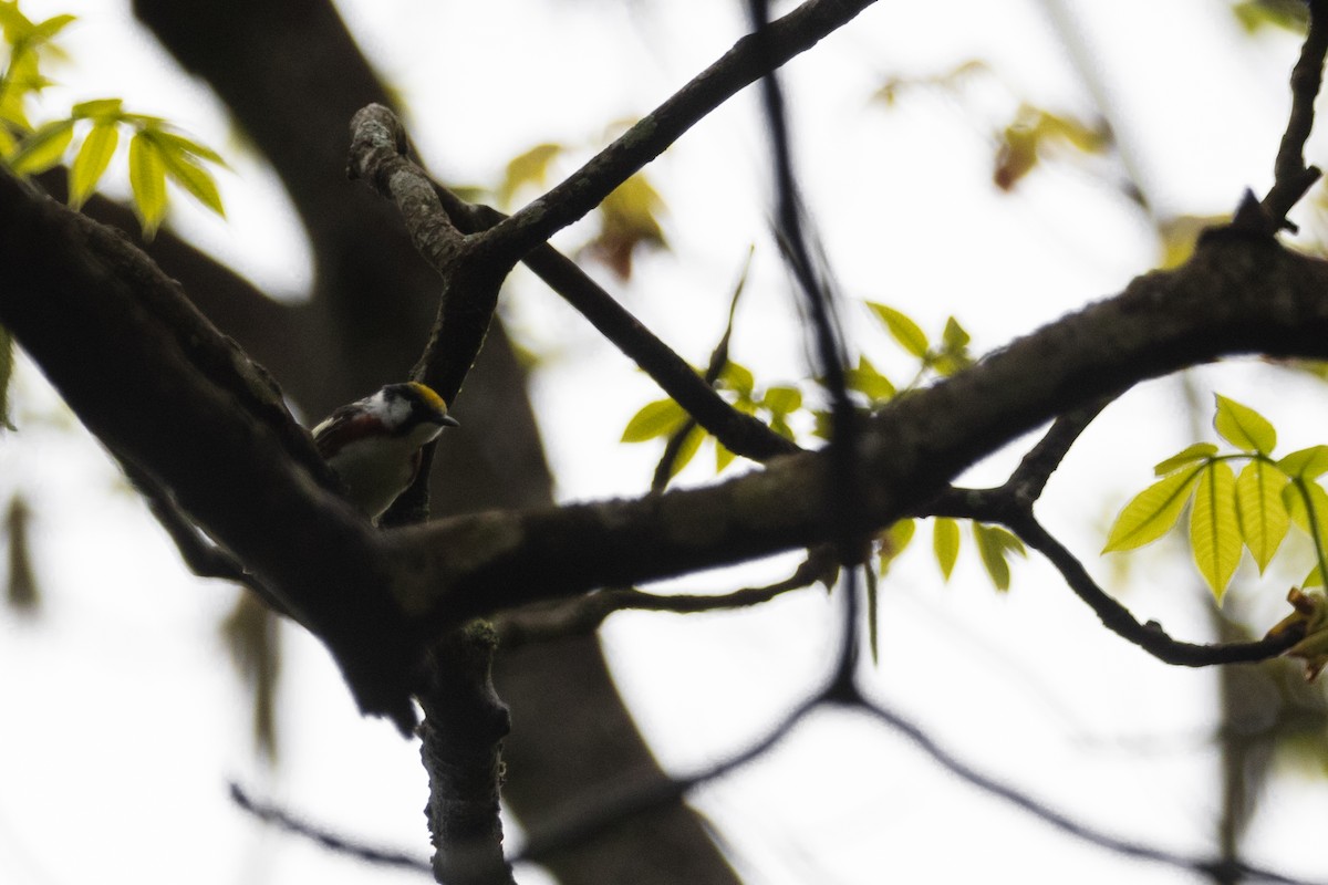 Chestnut-sided Warbler - ML618471033