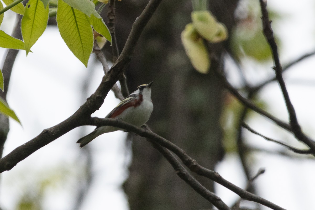 Chestnut-sided Warbler - ML618471034