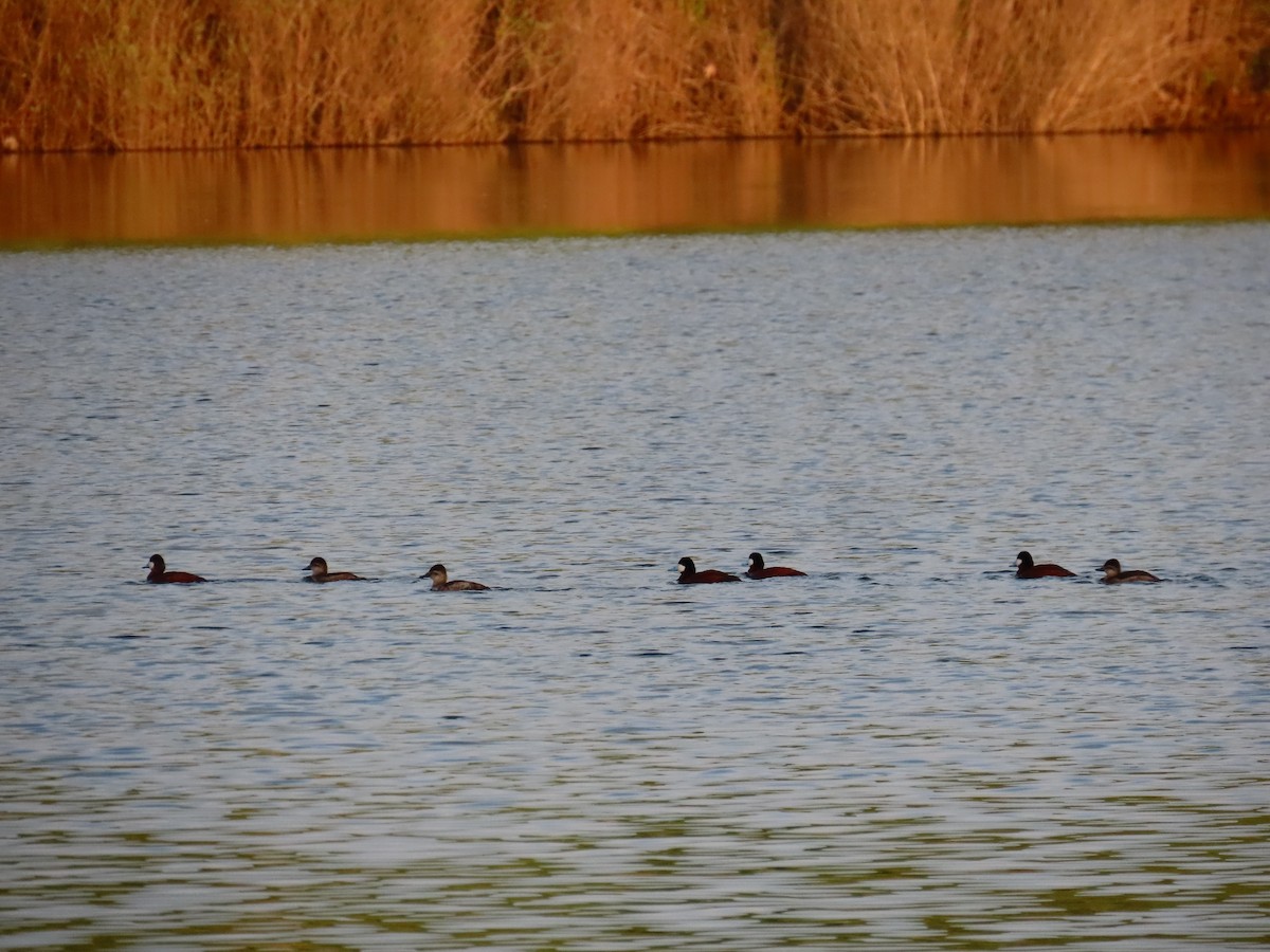 Ruddy Duck - ML618471096