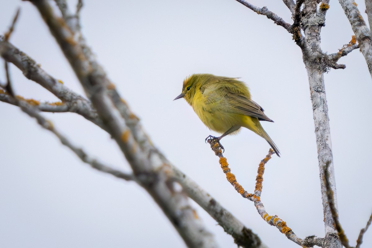 Orange-crowned Warbler - Peter Lypkie