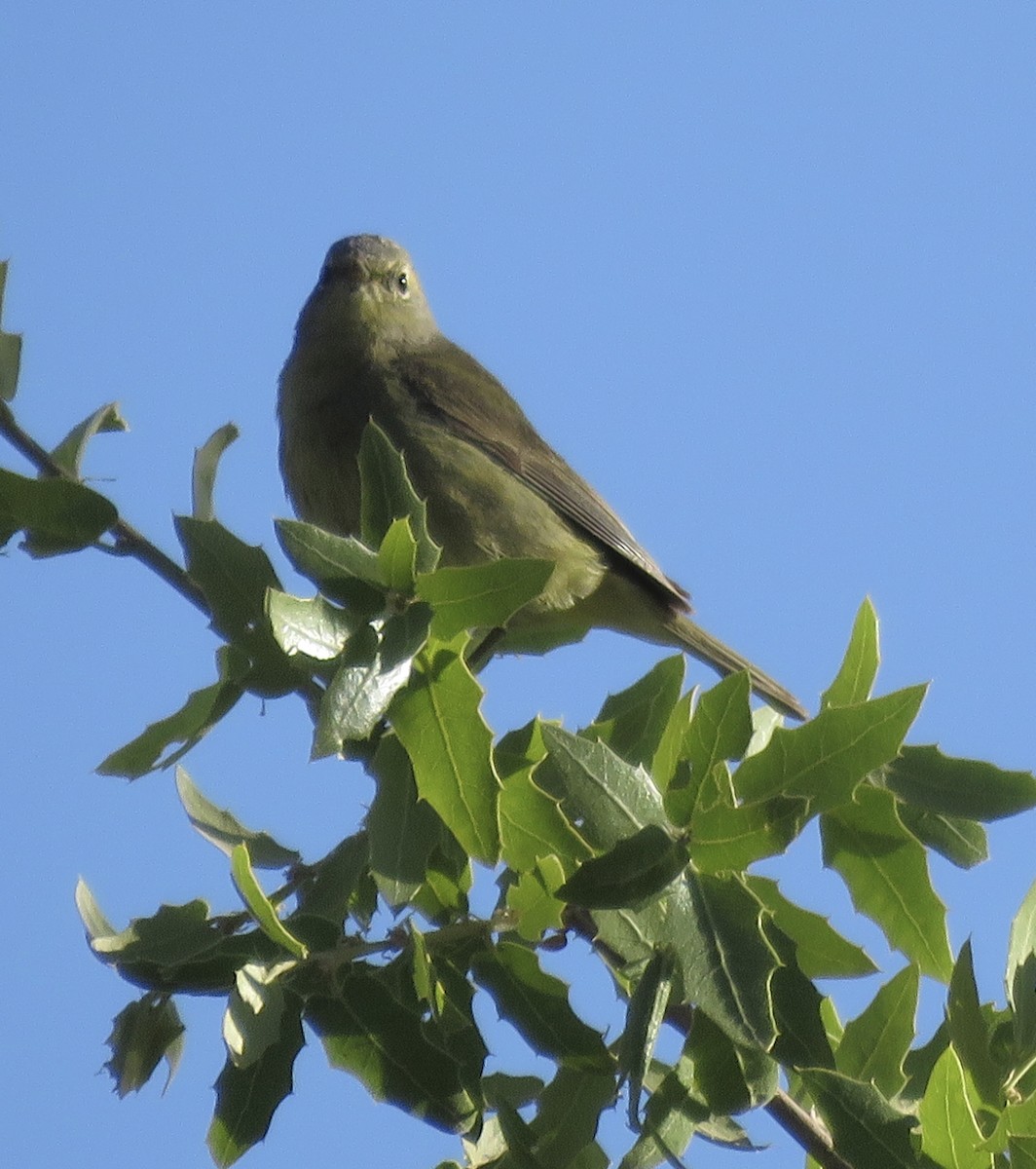 Orange-crowned Warbler - ML618471215