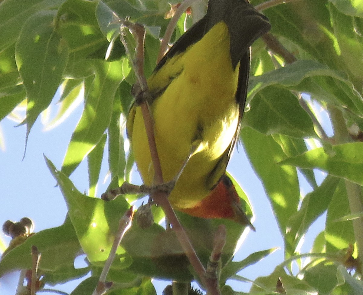 Western Tanager - ML618471241