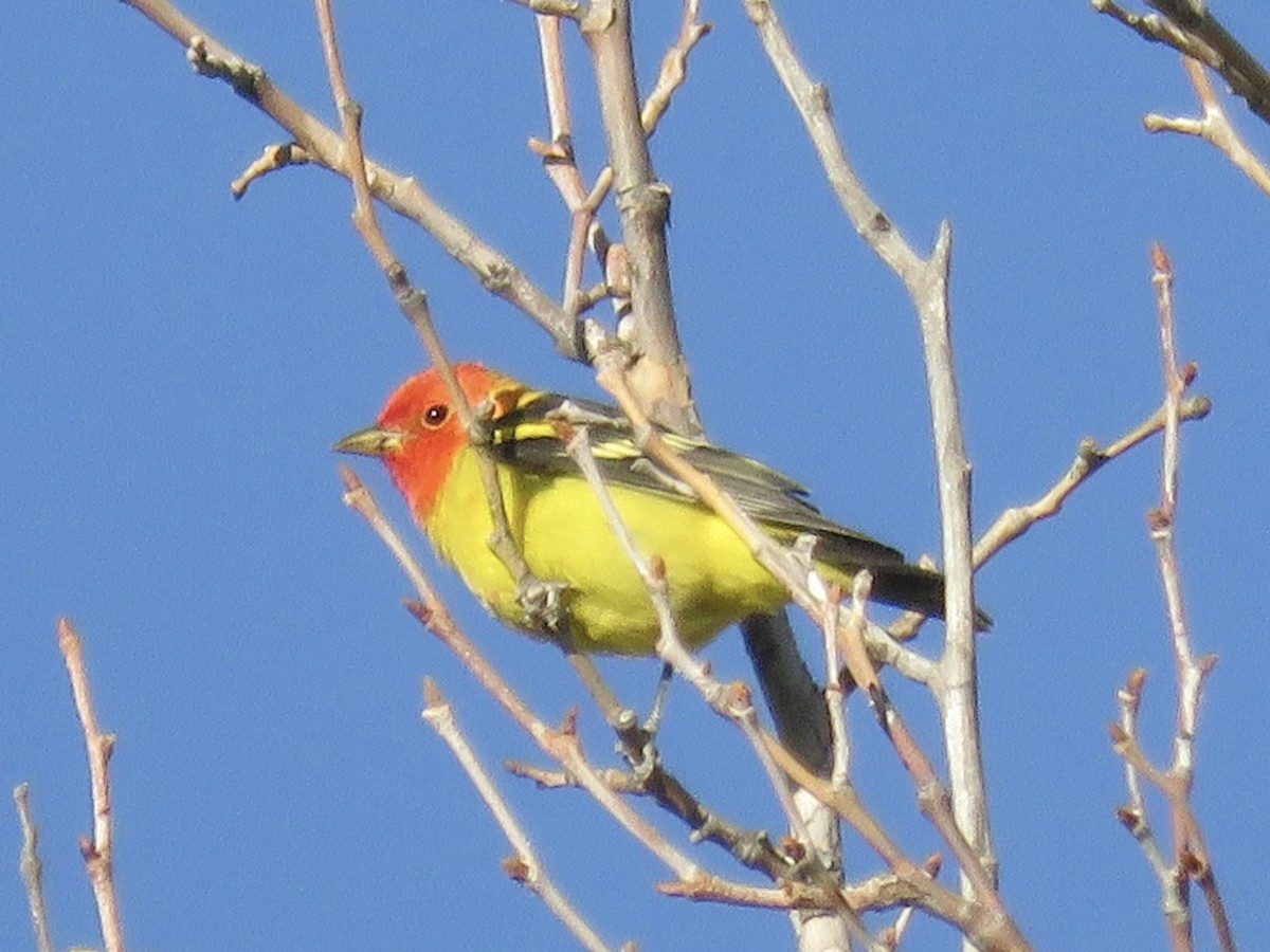 Piranga à tête rouge - ML618471242