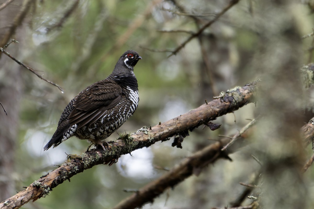 Spruce Grouse - David Mathieu