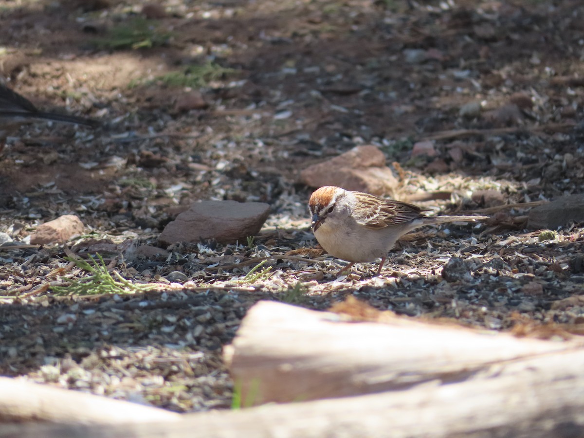 Chipping Sparrow - carolyn spidle