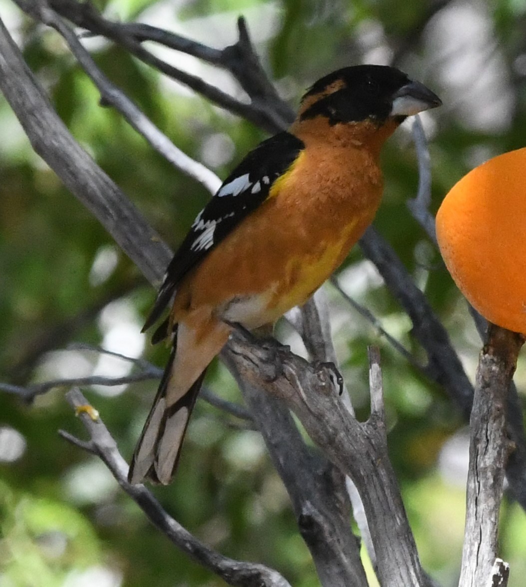 Black-headed Grosbeak - ML618471339