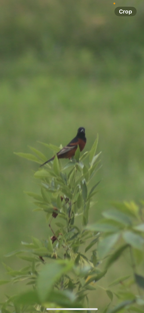 Orchard Oriole - ML618471341