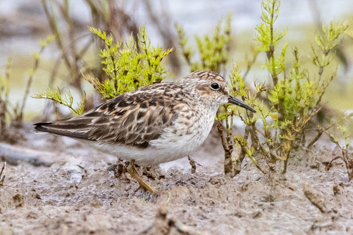 Least Sandpiper - ML618471342