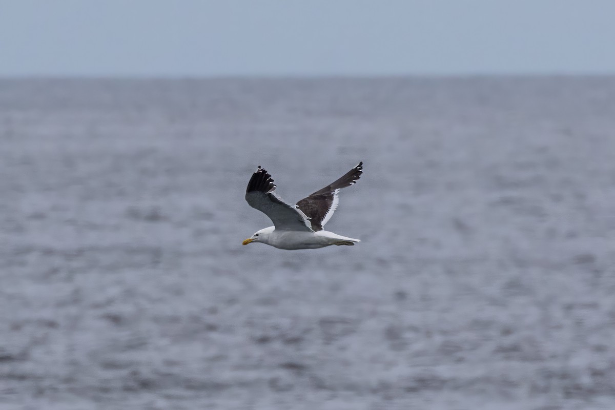 Kelp Gull - Jodi Boe