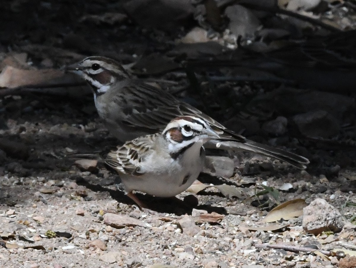 Lark Sparrow - ML618471403