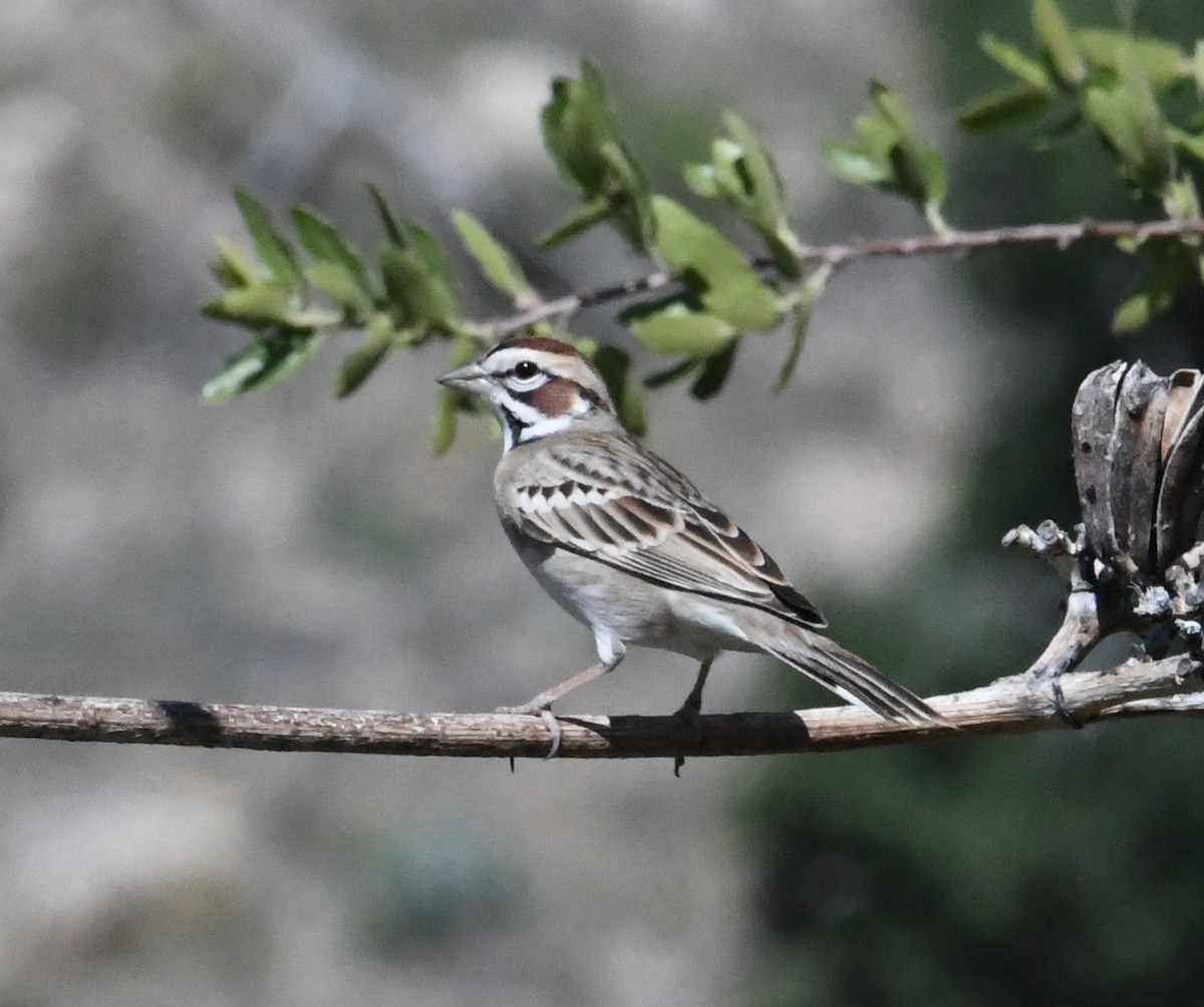 Lark Sparrow - ML618471404