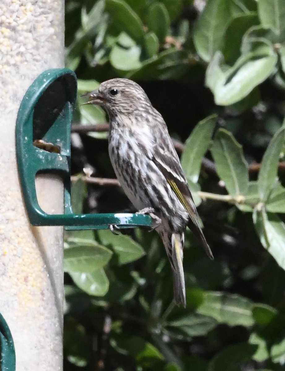 Pine Siskin - ML618471426
