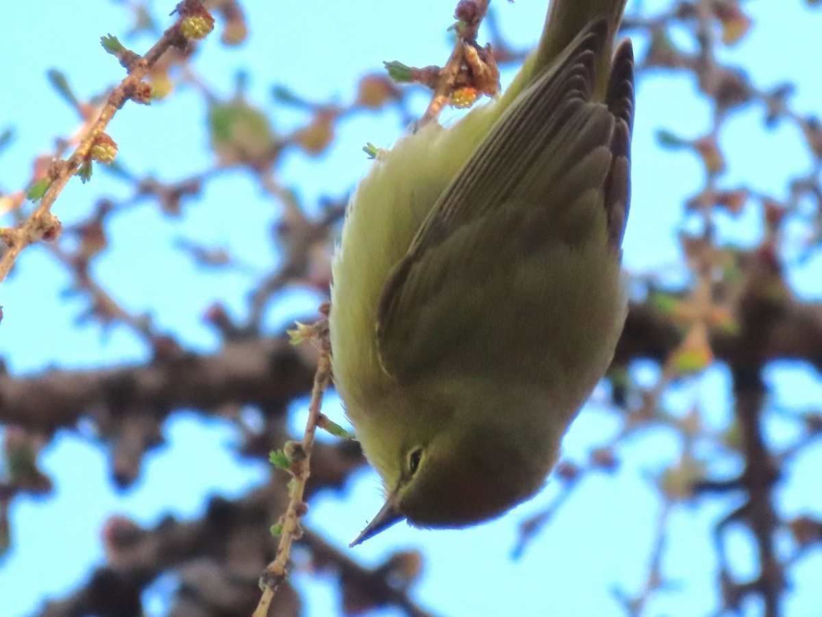 Orange-crowned Warbler - ML618471434