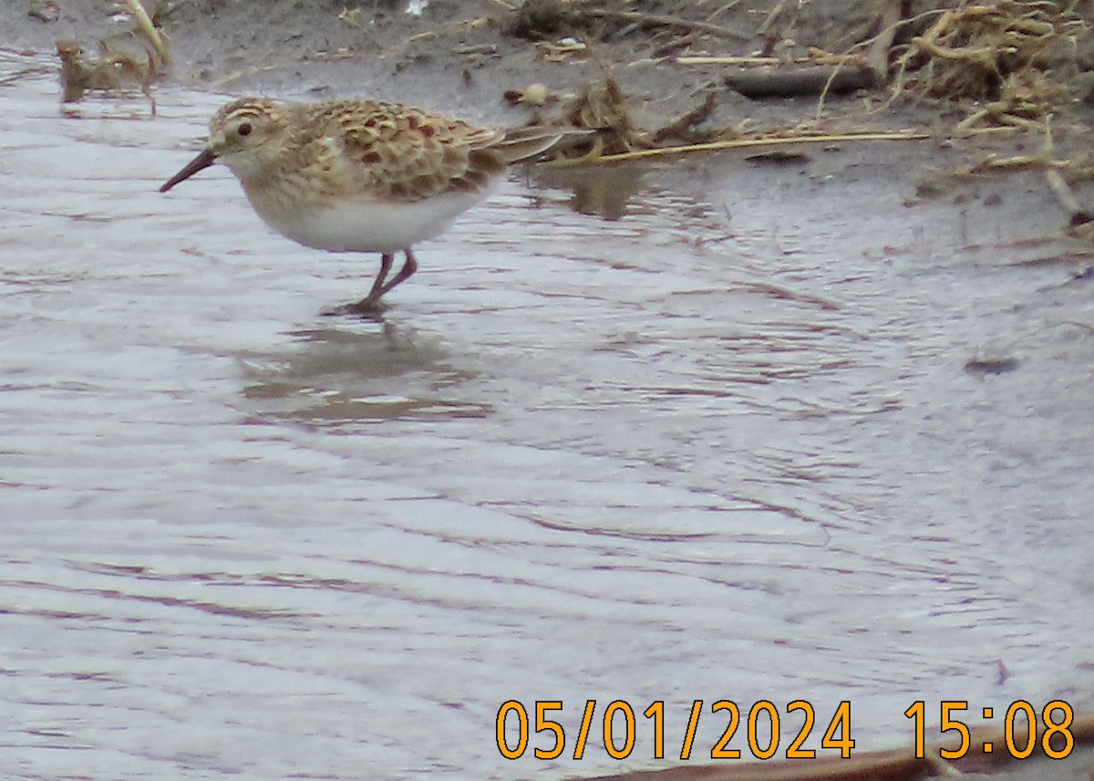 Baird's Sandpiper - ML618471435