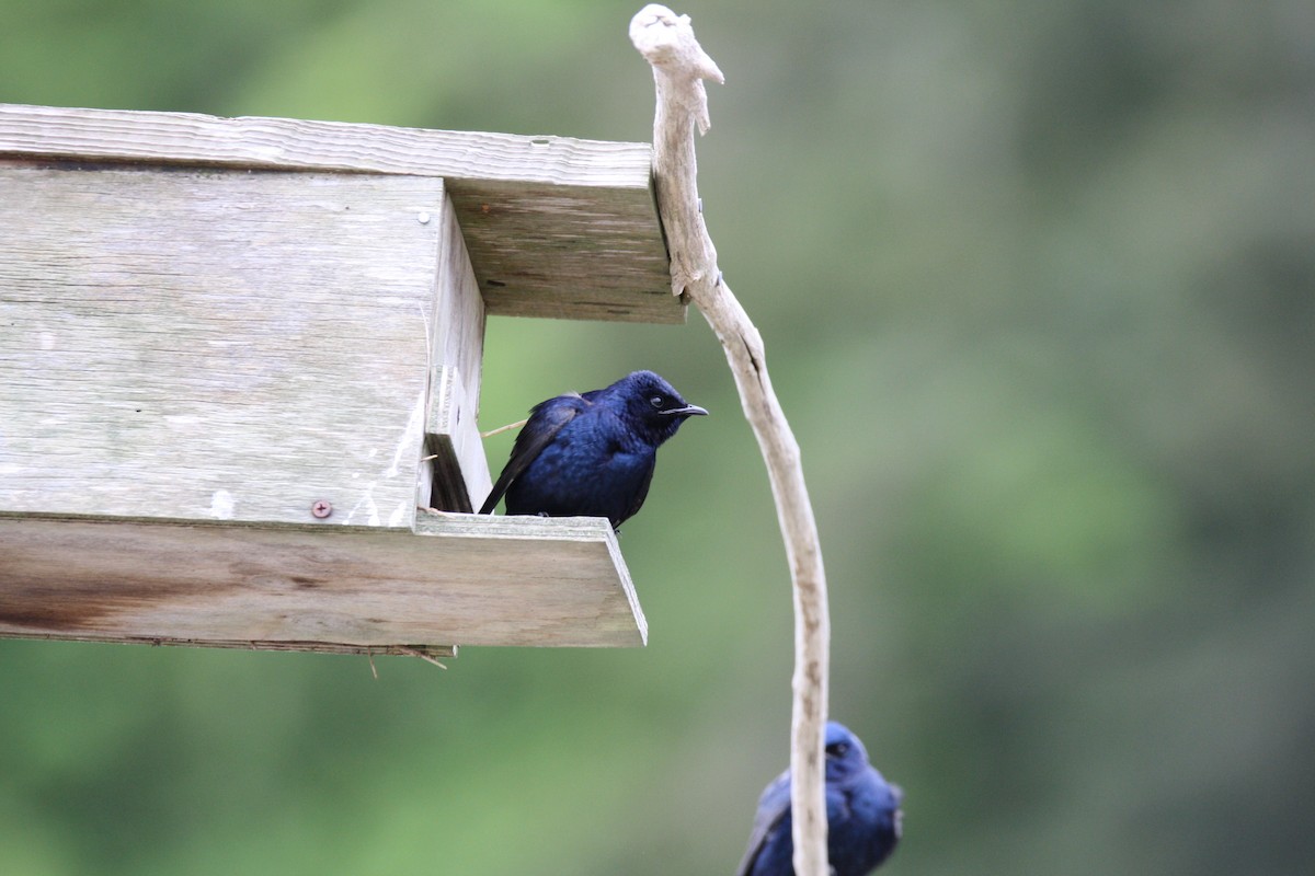 Purple Martin - ML618471460