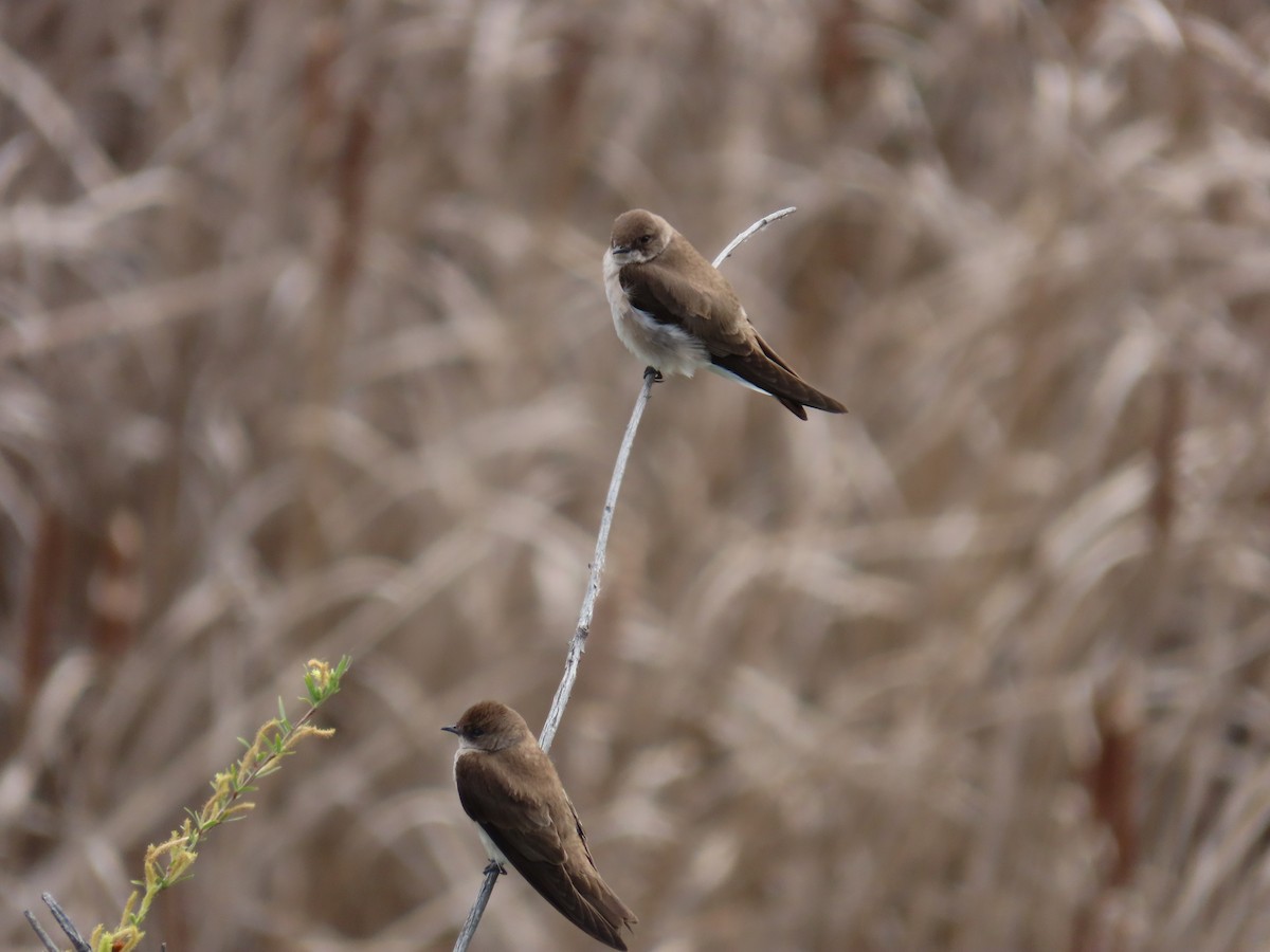 Northern Rough-winged Swallow - ML618471494